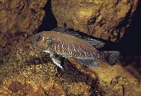 Triglachromis otostigma, Burundi