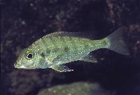 Tylochromis polylepis, Zambia