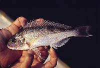 Xenochromis hecqui, Kipili