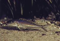 Xenotilapia  cf bathyphilus, Zambia