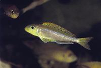 Xenotilapia flavipinnis, Bulu Point