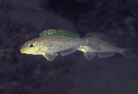 Xenotilapia flavipinnis, Cap Tembwe