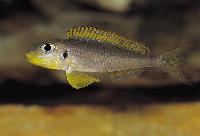 Xenotilapia flavipinnis, Nyanza Lac