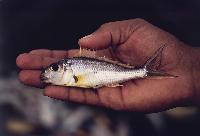 Xenotilapia nigrolabiata, Kiplil