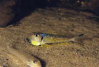 Xenotilapia ochrogenys, Burundi