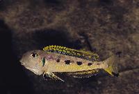 Xenotilapia sp. "ochrogenys ndole", Ndole Bay