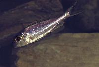 Xenotilapia ornatipinnis, Burundi