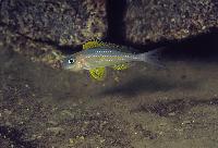 Xenotilapia papilio, Kanoni