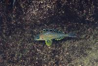 Xenotilapia papilio, Tembwe II