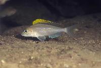 Xenotilapia sp. "papilio katete", Moliro