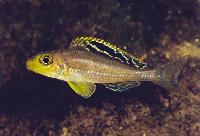 Xenotilapia sp. "papilio sunflower", Kalambo