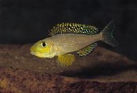 Xenotilapia sp. "papilio sunflower", Chituta