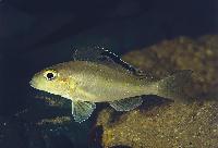 Xenotilapia spilopterus, Ndole Bay