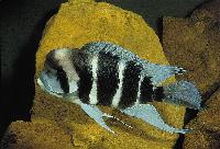 Cyphotilapia frontosa
