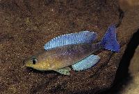 Cyprichromis leptosoma