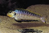 Enantiopus melanogenys, Burundi
