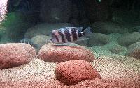 Cyphotilapia frontosa.