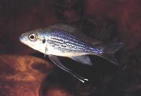 Ophthalmotilpia ventralis, Ubwari
