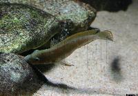 Eretmodus cyanostictus