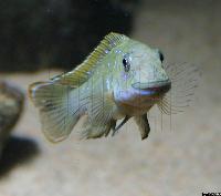 Eretmodus cyanostictus