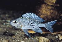Ophthalmotilapia ventralis, Chituta