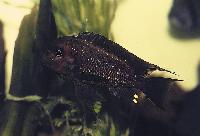 Petrochromis trewavasae, Zambia
