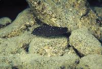 Spathodus erythrodon