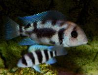 Cyphotilapia frontosa, Black Widow