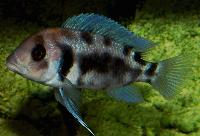 Cyphotilapia frontosa, Black Widow