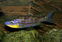 Benthochromis tricoti