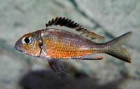 Callochromis macrops, red Ndole