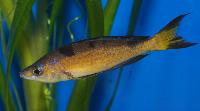 Cyprichromis microlepidotus, Kasai