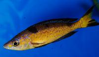 Cyprichromis microlepidotus, Kasai