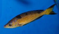 Cyprichromis microlepidotus, Kasai