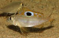 Ectodus descampsi