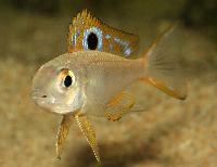 Ectodus descampsi