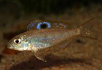 Ectodus descampsi