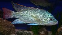 Oreochromis tanganicae