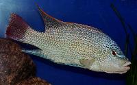 Oreochromis tanganicae