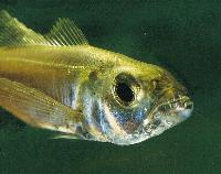 Bathybates minor, Burundi