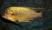 Petrochromis ephippium