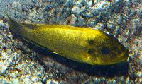 Petrochromis ephippium