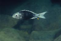 Ophthalmotilapia ventralis, Kachese