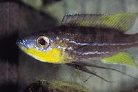 Benthochromis tricoti