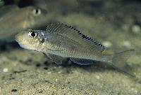 Asprotilapia leptura, Cameron Bay (hona som ruvar)