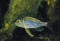 Aulonocranus dewindtii, Magara