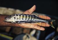Bathybates fasciatus