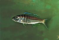 Bathybates graueri