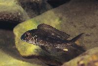 Callochromis macrops, Kasanga