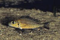 Callochromis macrops, Cameron Bay